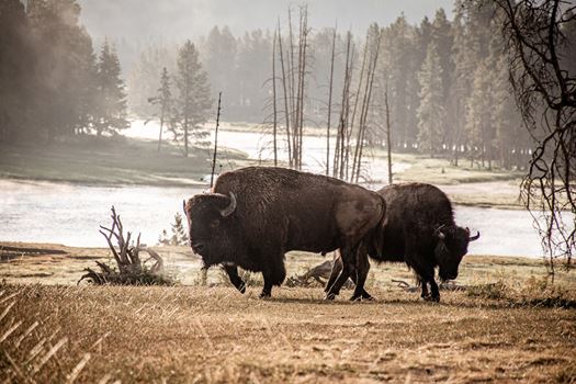 Bison at Yellowstone National Park